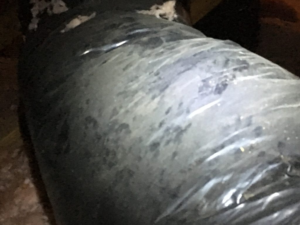 Raccoon prints on ductwork Raccoon prints