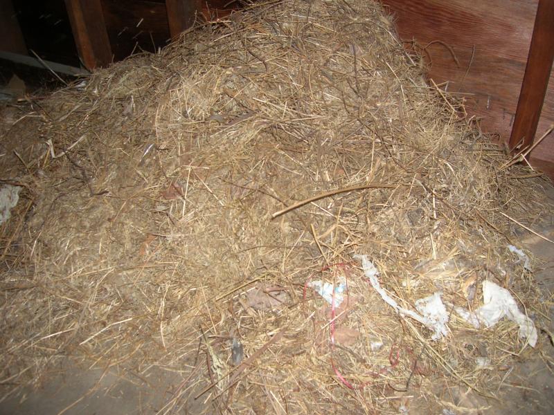 Squirrel Nest - Copy Squirrel Nest - Copy