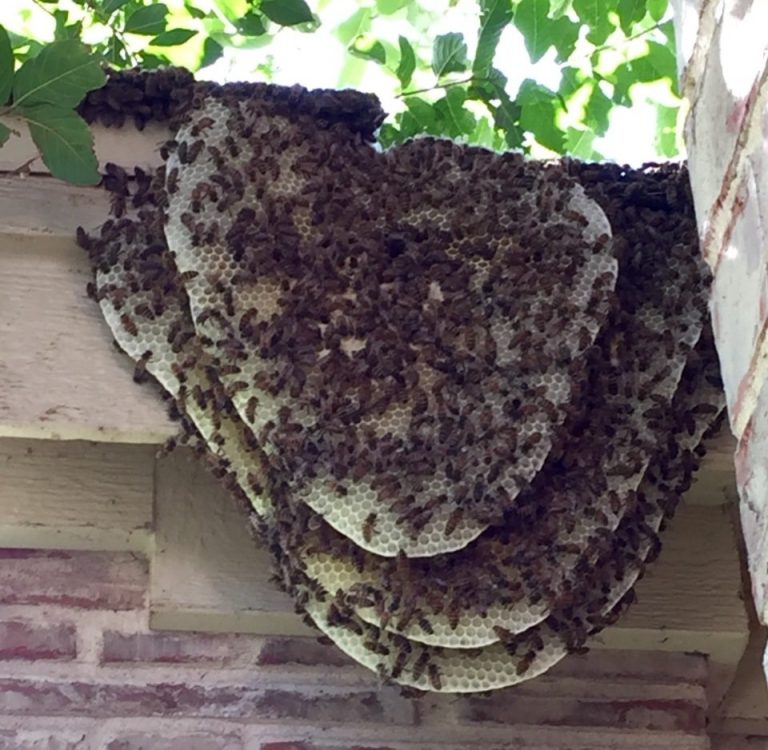 africanized bee hive on shingles and facia board cropped-min africanized bee hive on shingles and facia board cropped-min