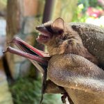 bat Removal bat Removal