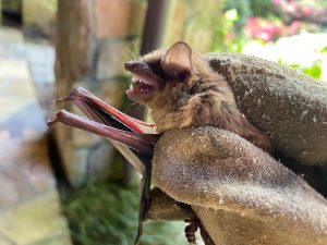 bat Removal bat Removal