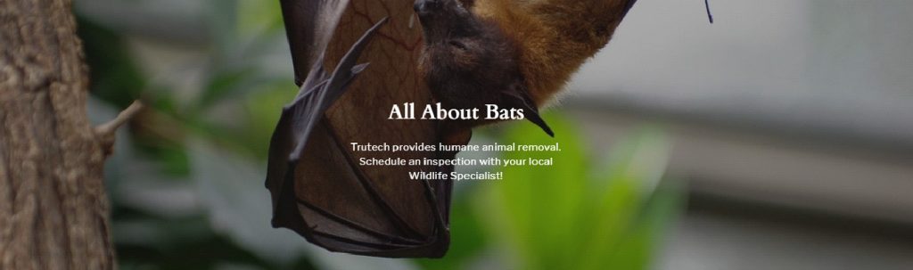 All About Bats - Trutech provides humane animal removal. Schedule an inspection with your local Wildlife Specialist!