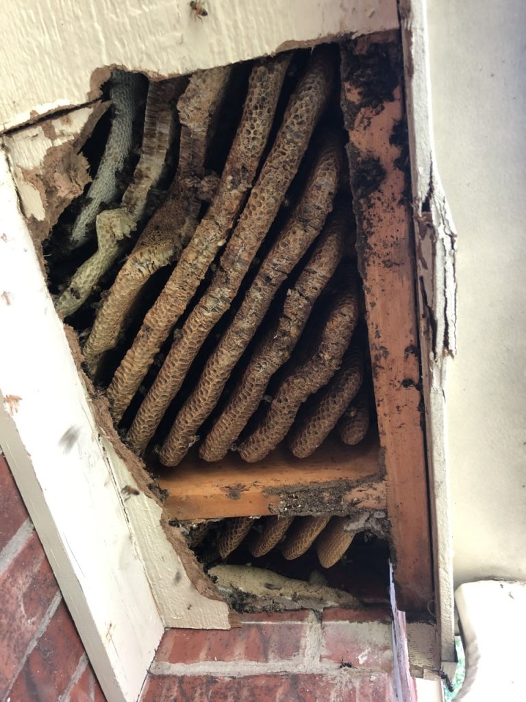 before honeycomb removal before honeycomb removal