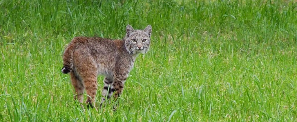 bobcat-cropped-min bobcat-cropped-min