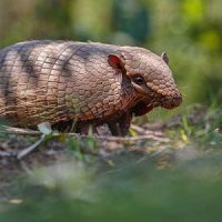 Armadillo in a yard