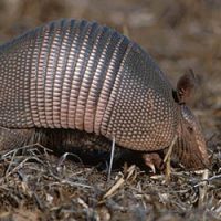 Armadillo in a yard