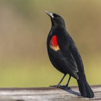 Blackbird on a piece of wood