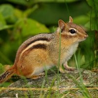Chipmunk in a yard
