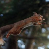 Flying squirrel jumping