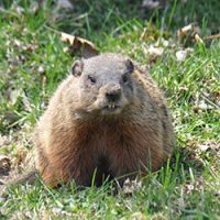 Groundhog in a yard
