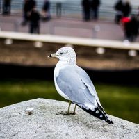 Gull near a boardwalk