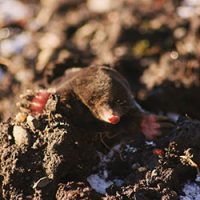 Mole in a yard