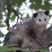 Opossum mother with three babies