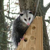 Opossum near a house