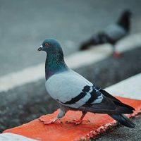 Pigeon in a city