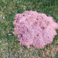 mole hill in a backyard