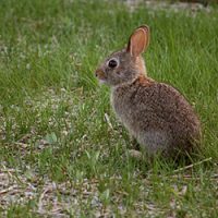 Rabbit in a yard