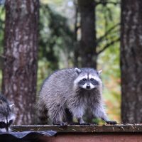 Raccoons on a fence