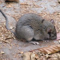 Rat in a yard