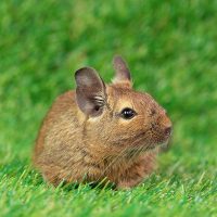 Rodent in a yard