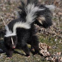 Skunk in a yard