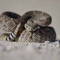 Snake_3_512 Snake on the ground