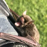 bat_1-min