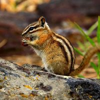 Chipmunk in a yard