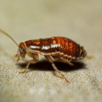 cockroach
