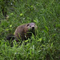 Groundhog in a yard