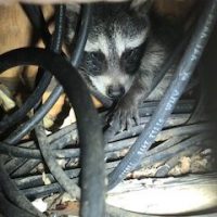 raccoon in wires