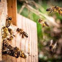 honey bees