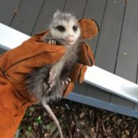 Captured opossum