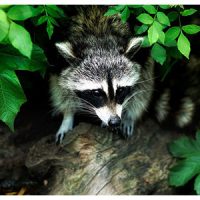 Raccoon in a yard