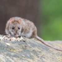 Rat in the yard