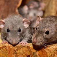 Rats in a house