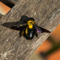 Carpenter Bee on Wooden Chair