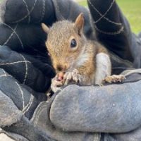 Squirrel in a technician's hands