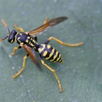 Wasp
