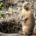 gopher gopher