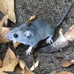 mouse mouse
