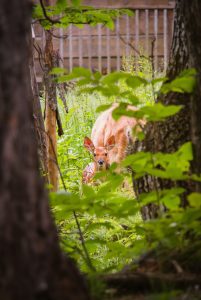 pexels-sam-forson-987960 deer in backyard
