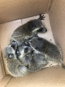 raccoon babies raccoon babies