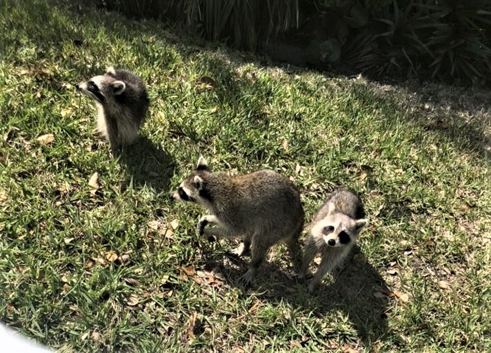 raccoons in the yard three raccoons congregating in yard
