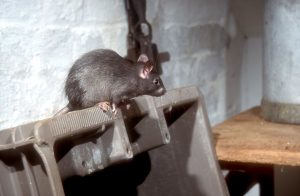 roof-rat-on-trash-bin roof-rat-on-trash-bin