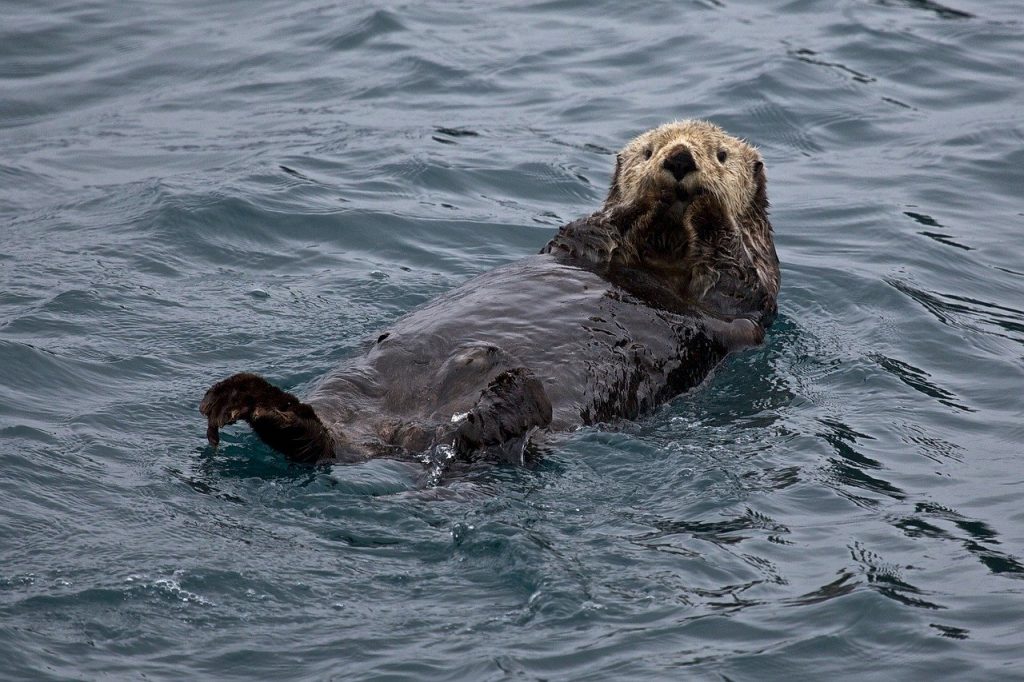 sea-otter-1405976_1280 sea-otter-1405976_1280