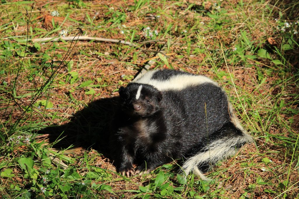 What to Do When a Skunk Sprays Your Pet | Skunk Spray Remedies