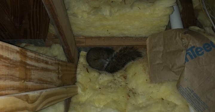 squirrel in attic squirrel curled up in attic insulation